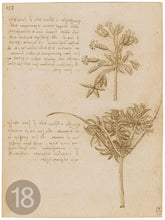 Carica l'immagine nel visualizzatore di Gallery, Disegni di Leonardo Da Vinci - relaxart.it